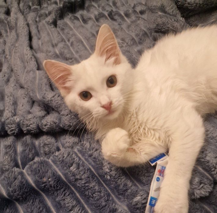 Котята 4 місяці, біленькі