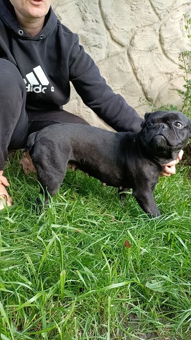 Француженки 2.5-3.5роки