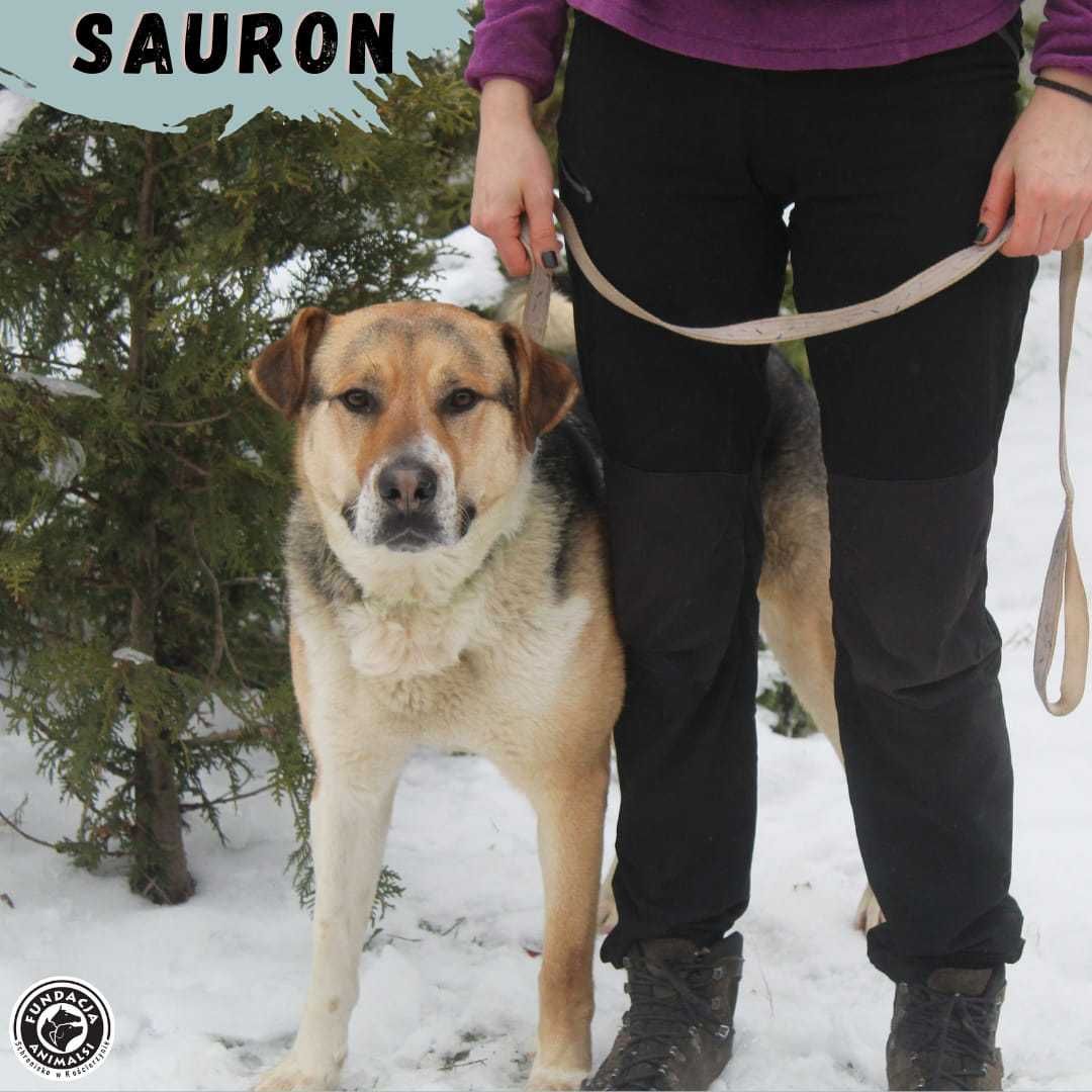 SAURON - duży psiak szuka domu
