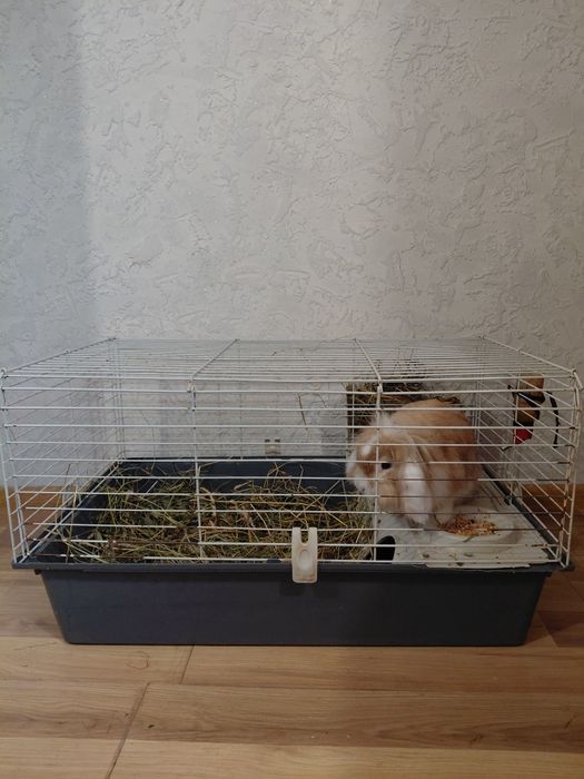 Продам гарну клітку із кроликом