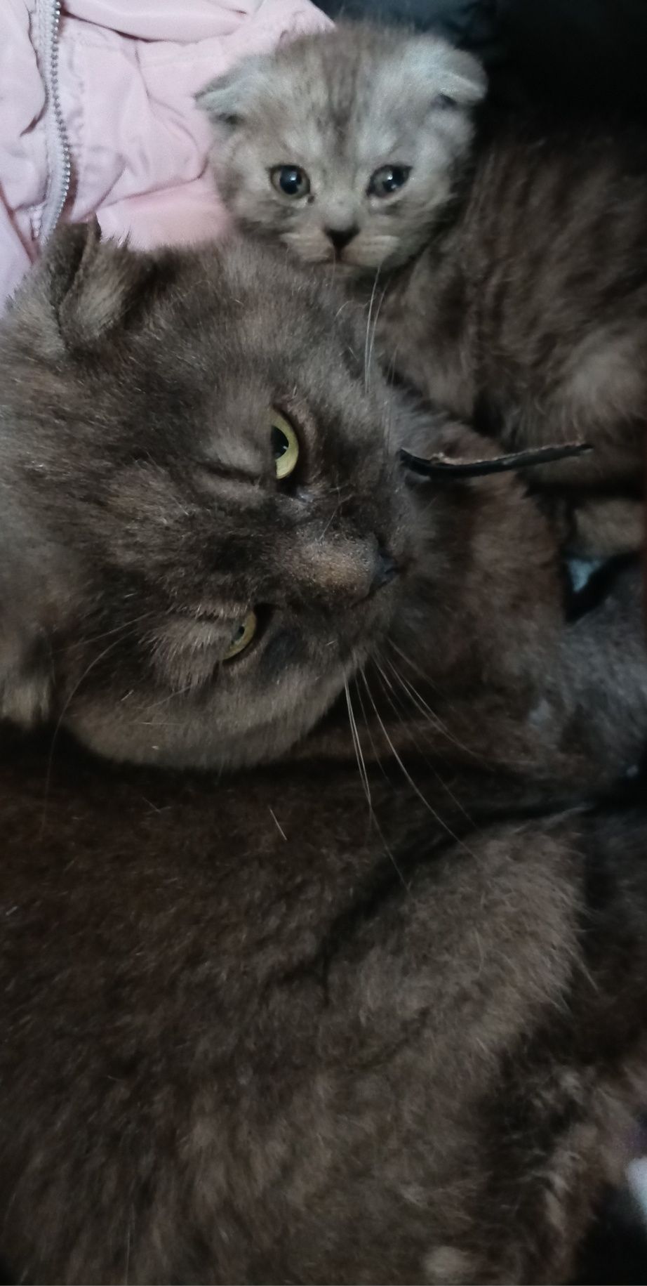 Шикарный кот Скоттиш фолд черный дым вязка!
