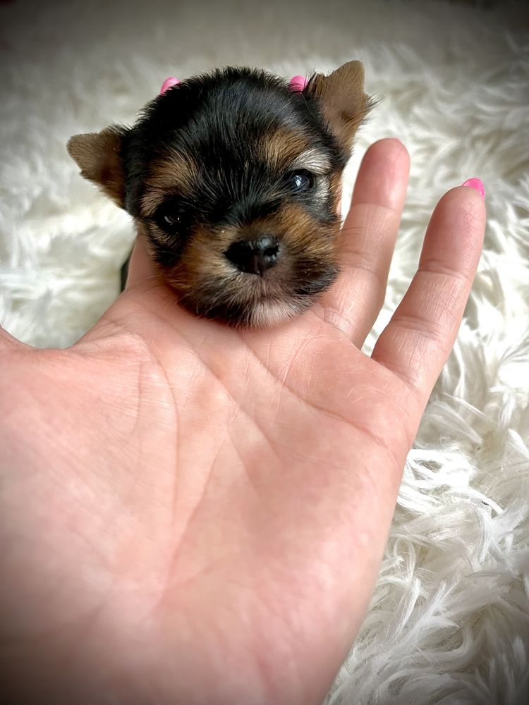 Yorkshire Terrier sunia mini