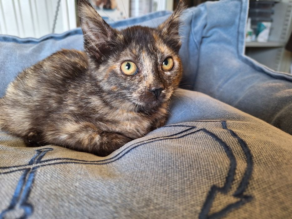 Tiana, para adoção