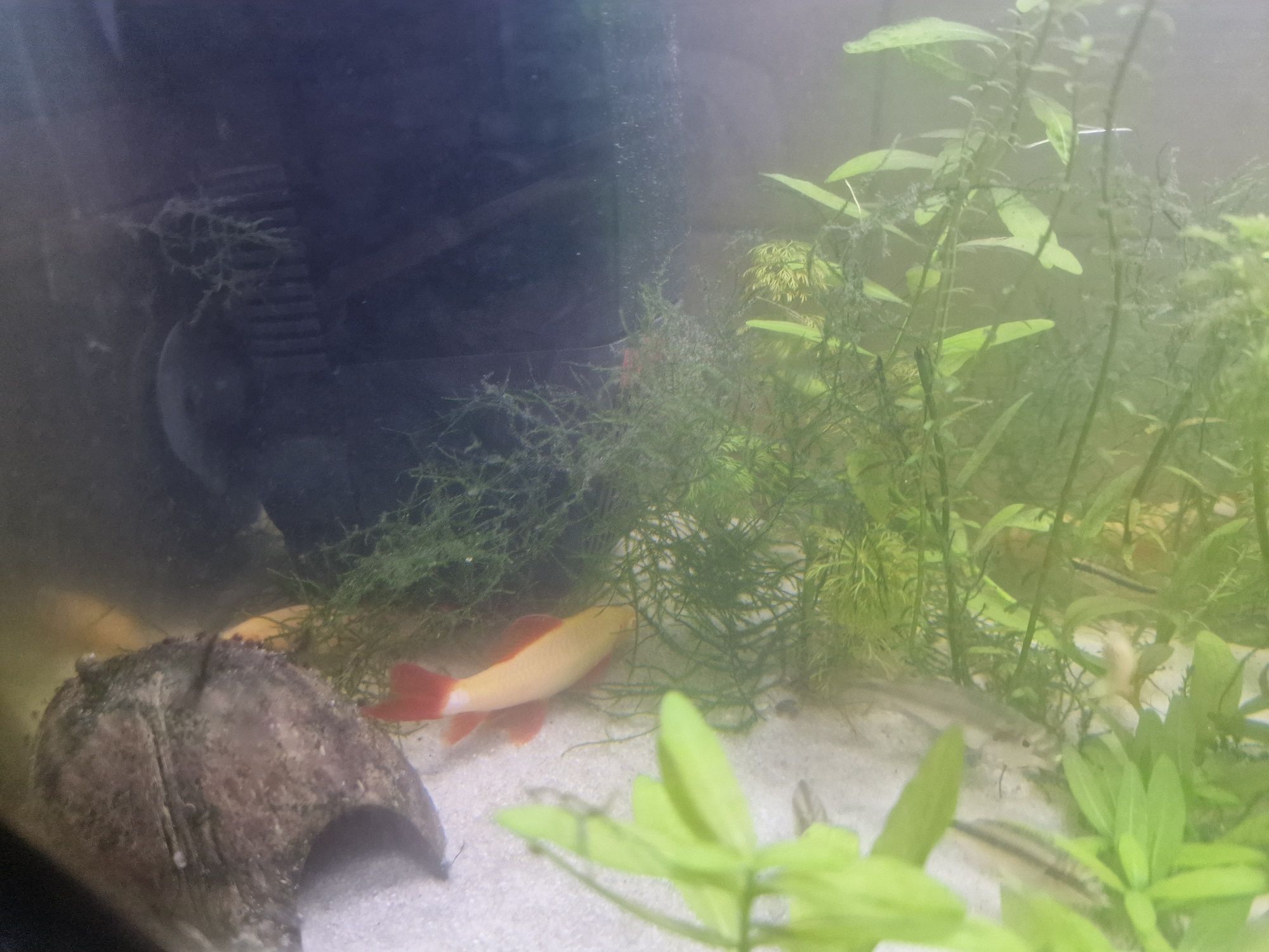 Lábio bicolor e albino