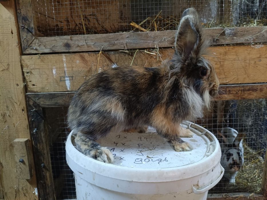 Samiczki mieszance Belg/rex 5 miesięcy