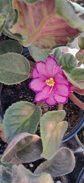 Продам квітучі фіалки