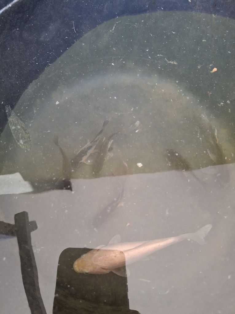 Vendo peixes de lago