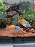Melanotaenia Rainbow boesmani