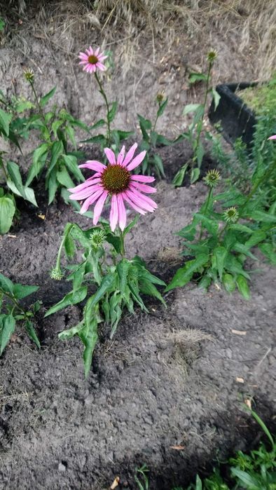 Насіння лікарських квітів