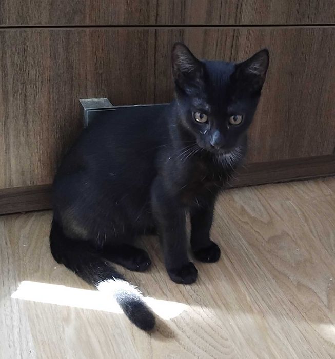 Красунчик метис брюнет Денчик (Даніель)