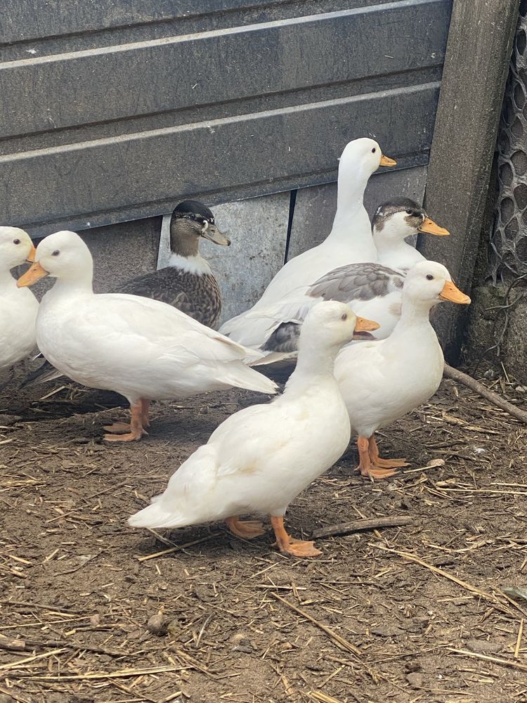 Call duck Pary i wolne kaczorki