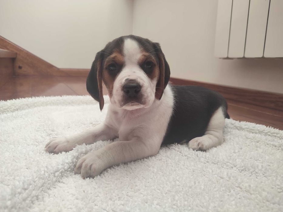 Beagle szczeniak suczka sinia