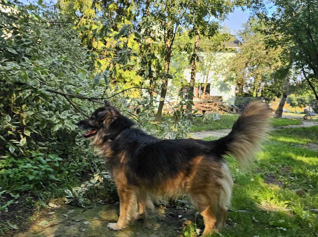 Młody, aktywny, zdrowy, gotowy do adopcji. Magik.