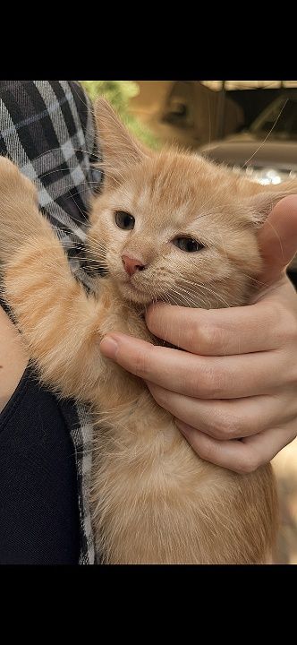 Режий красень в пошуках господаря і дому
