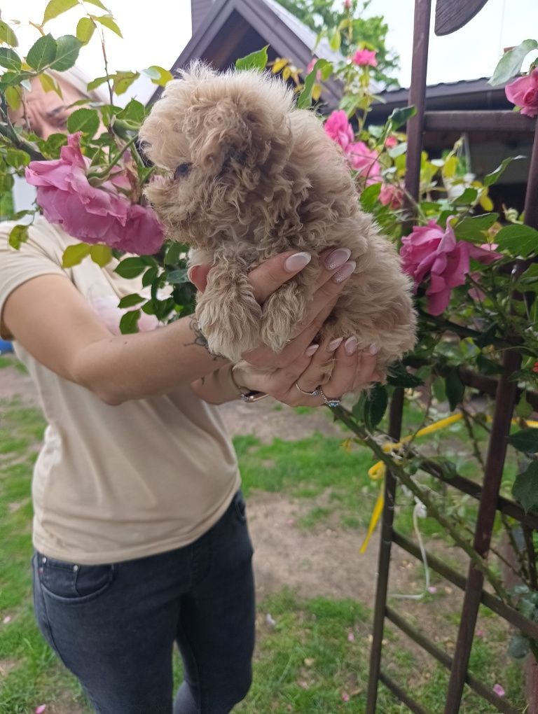 Szczeniak Maltipoo