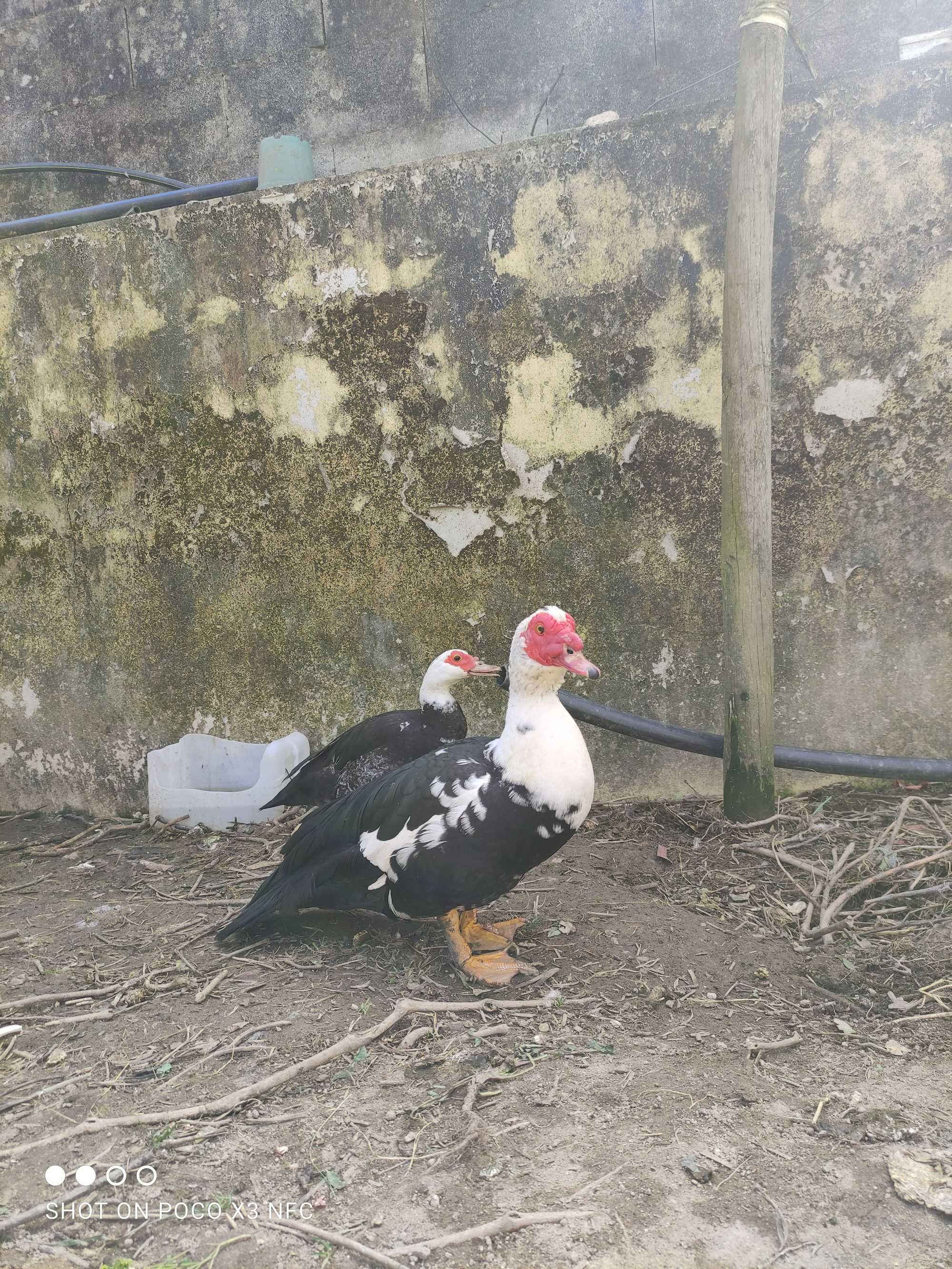 Patos Mudos e Patinhos (PROMO: patinhos com a pata)