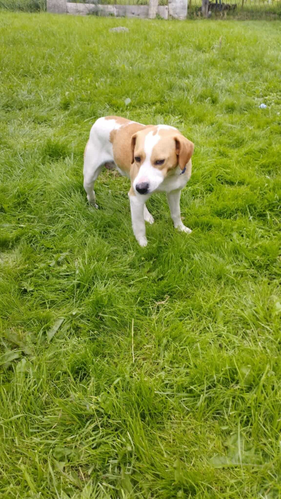 Flapi to pies piesek, beagle w typie beagle, szuka domu.