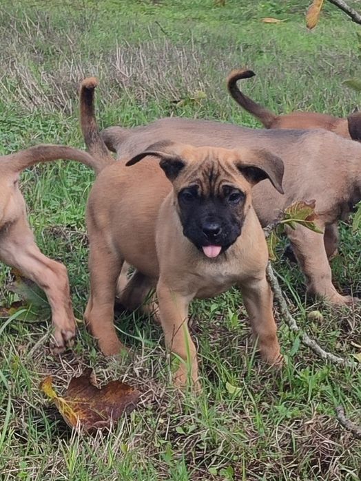 Cane Corso com lop e afixo