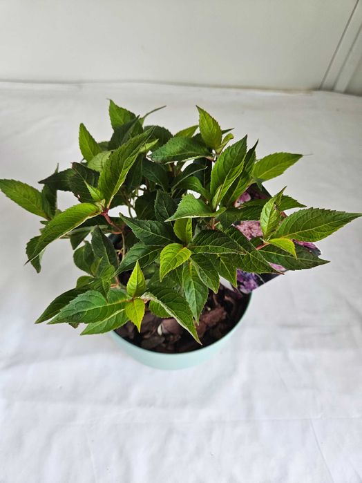 Hortensja bukietowa Blue Clouds 30cm C2 – krzew ozdobny + nawóz gratis