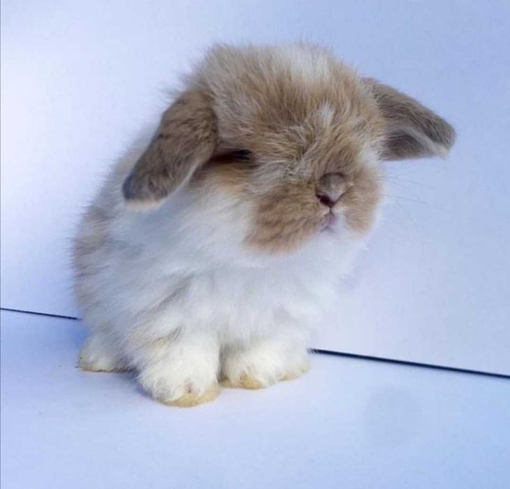 Coelhos anões mini +Gaiola Nova +alimentação adequada