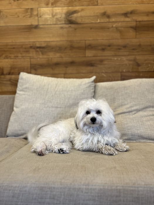 Ніжний кавалер породи болонка готовий до вʼязки!