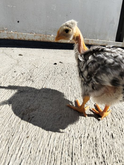 Vendem-se pintos e derivados