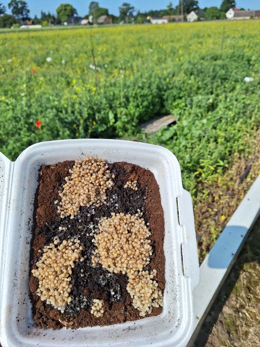 kokony I oseski ślimaka Maxima Muller