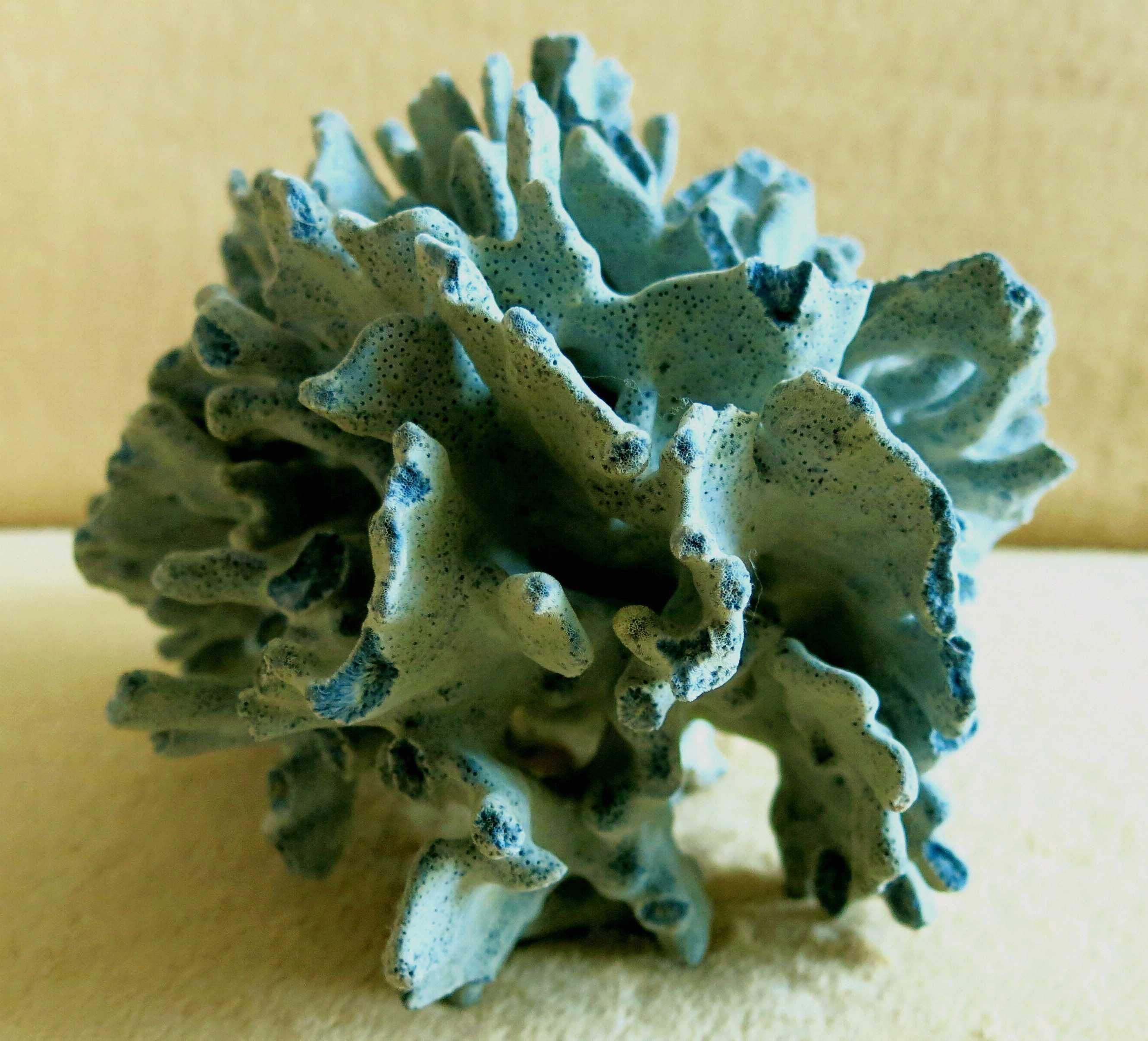 Koralowiec - Heliopora coerulea, Blue Coral / 220 x 174 x 160