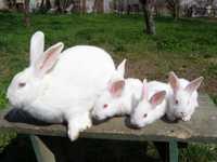 Продам кроликов Белый паннон.