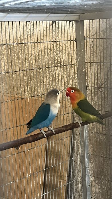 Agapornis fischeris 2024