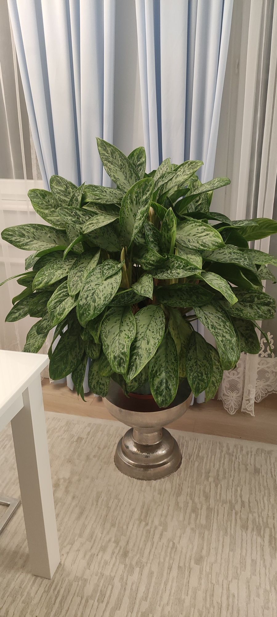 Roślina doniczkowa Aglaonema  Peacock wys 100 cm