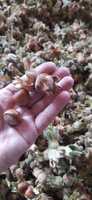 Горіхи,Фундук , лісовий горіх з власного саду, урожай 2023 року