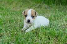 Jack Russell terrier piesek