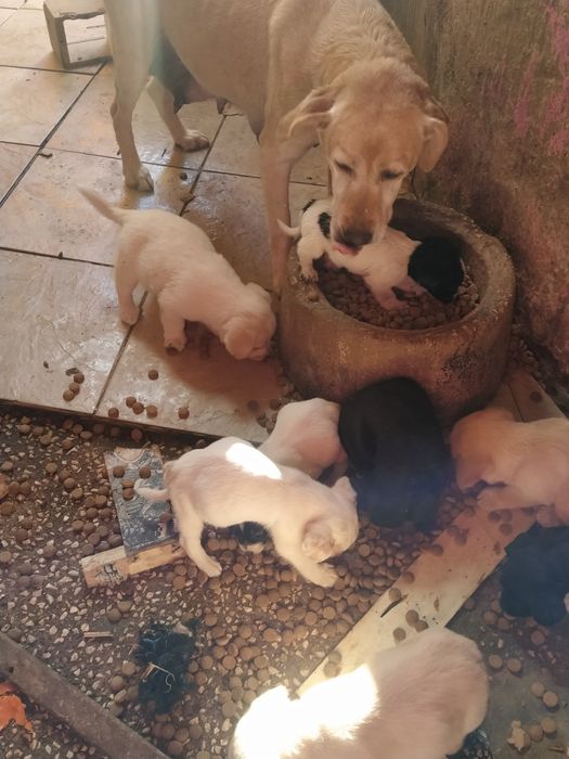 Cãezinhos para Adoção