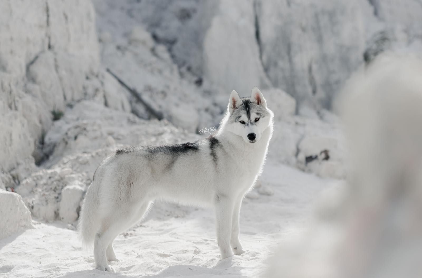 Husky Siberiano com LOP - iaspis