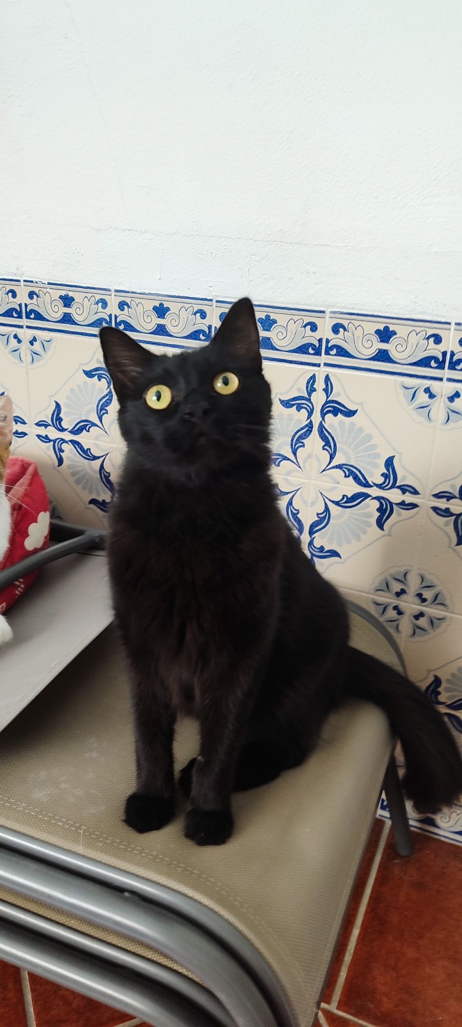 Gatinhos para adoção