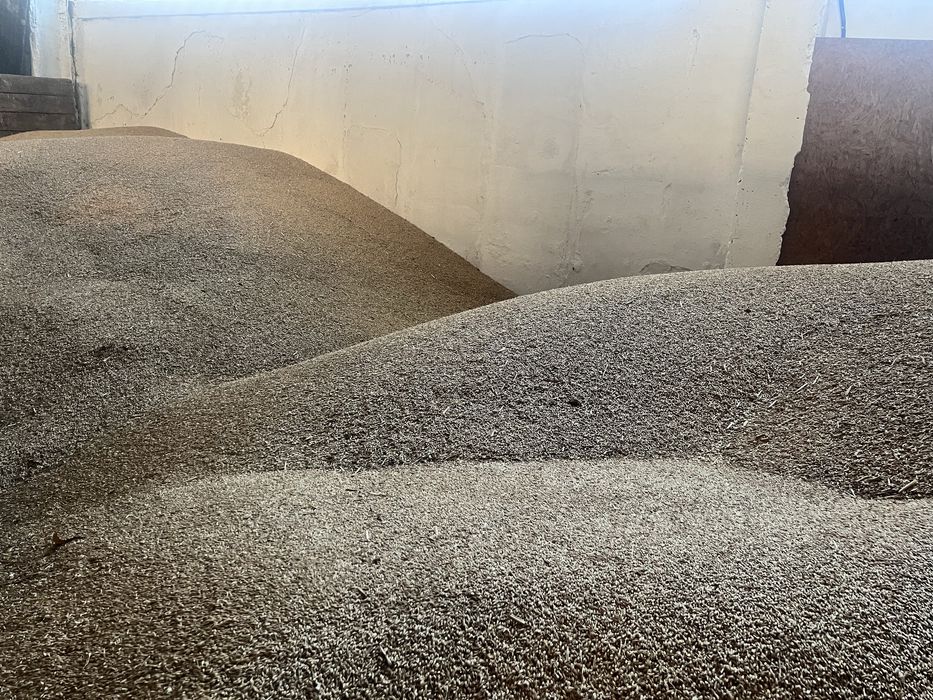 Owies na opał Jęczmień ozimy