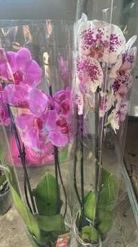 Орхидея  цветущая