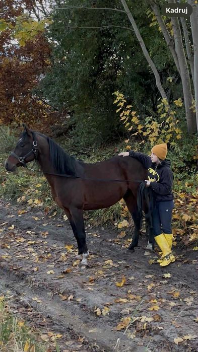 Ogier arabski szuka swojego człowieka