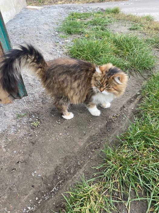 Гарнюній котик в добрі руки