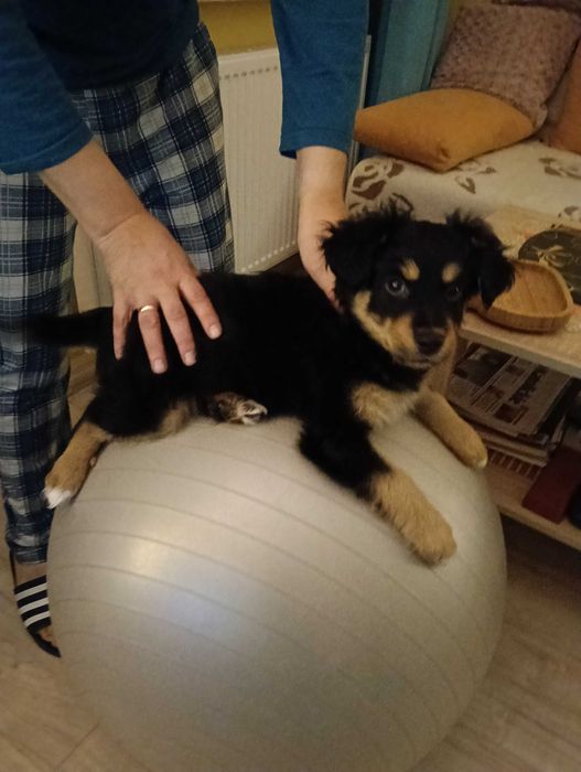 Oddam pieska za darmo