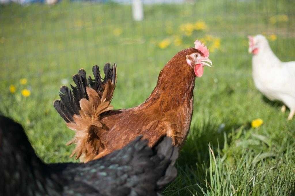 Kurki nioski rasy Rosa na wybieg odchowana transport na miejsce