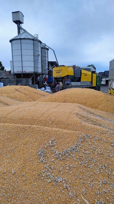 Kukurydza CCM mielona kiszonka bydło pasza