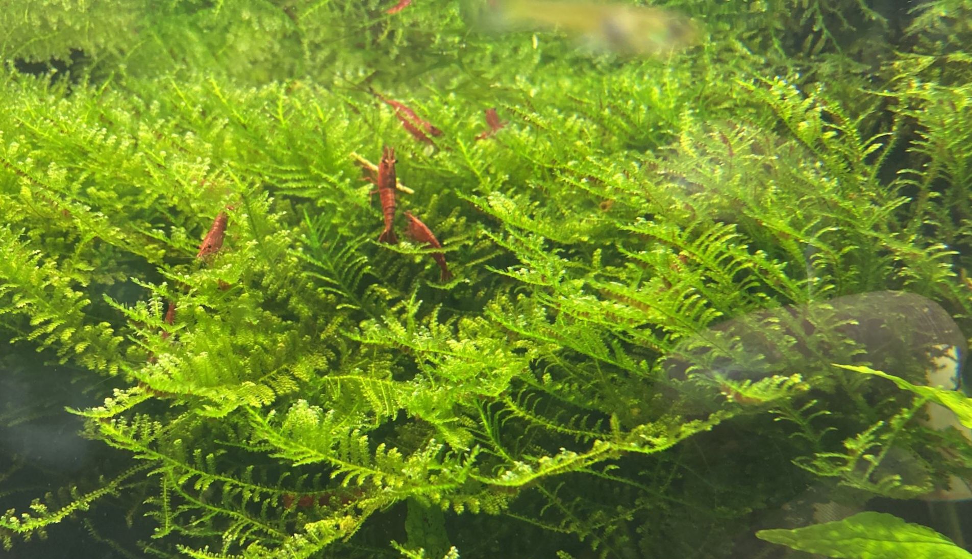 Camarões red cherry (fire)