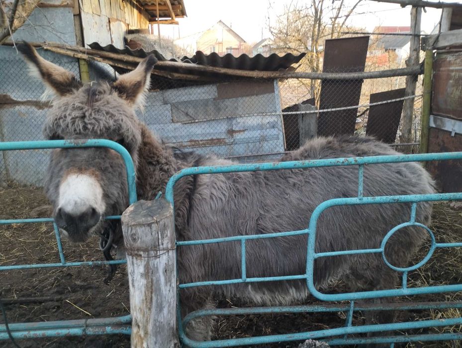 Продам віслючка хлопчик