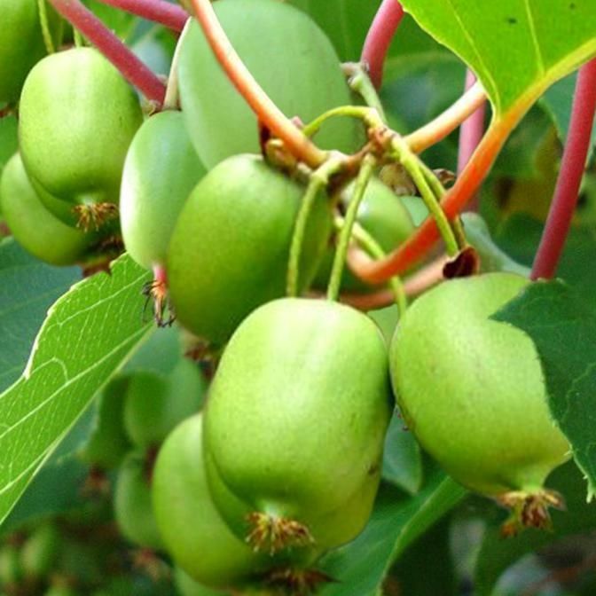 Саджанцы Актинідії дворічні