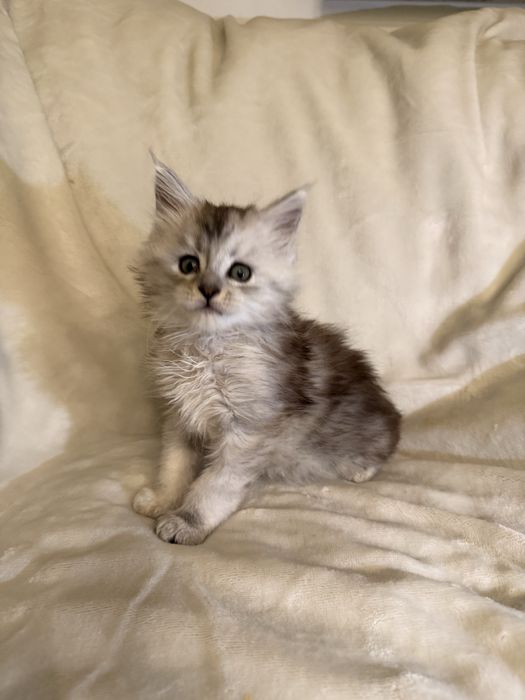 Kotka Maine Coon ns 11 shaded