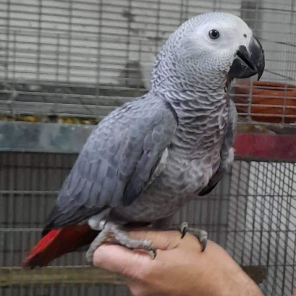Coleçao Papagaios cinzentos