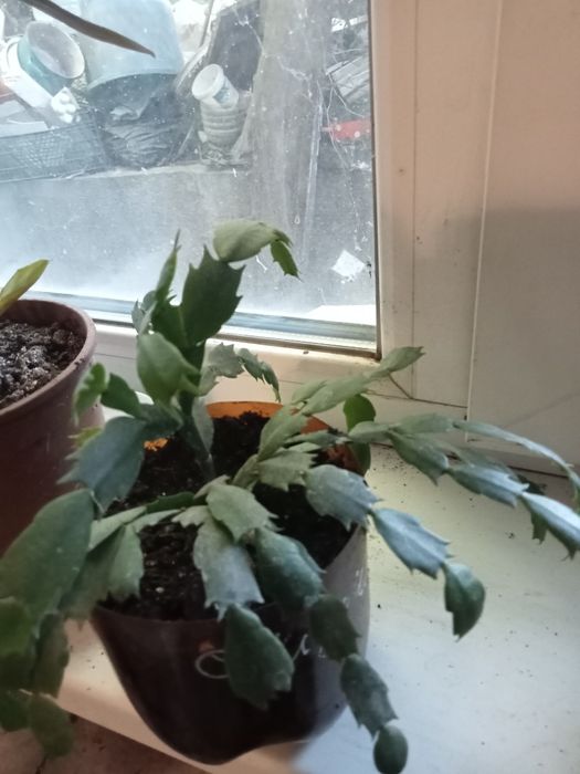 Рождественник красный