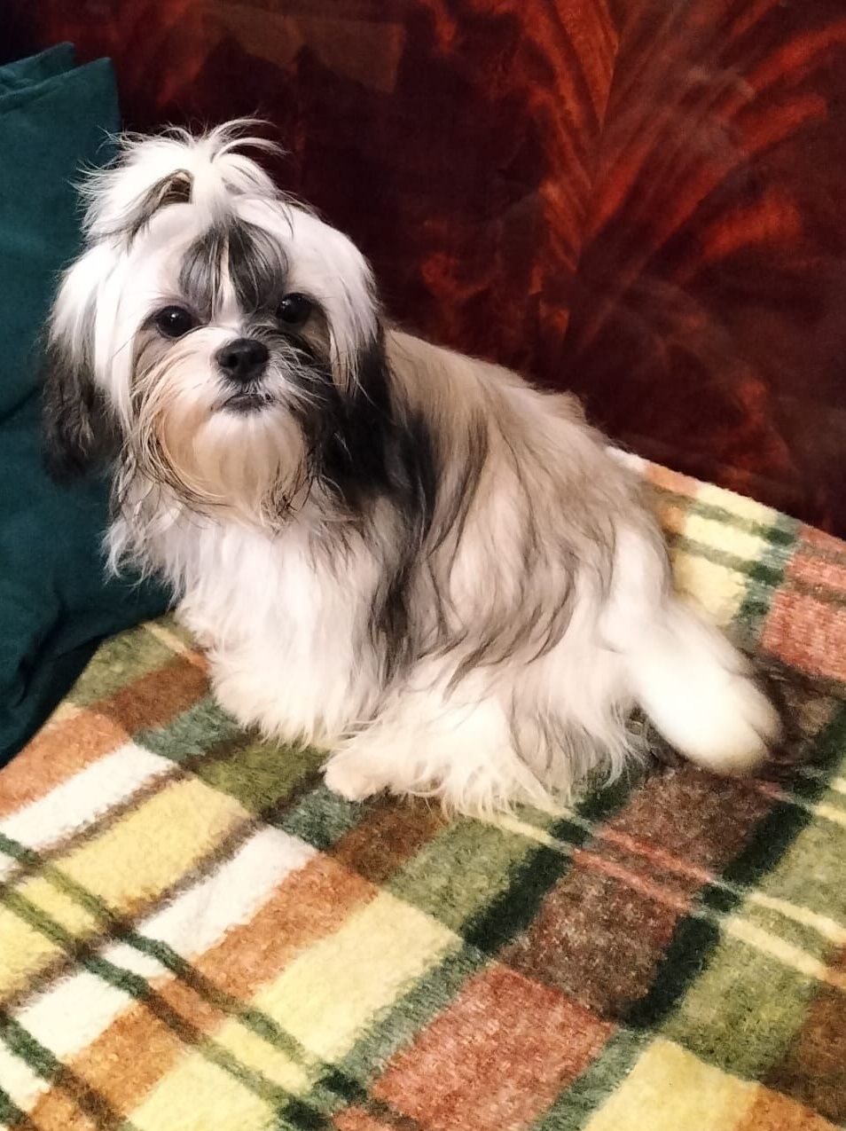 Chłopiec shih tzu